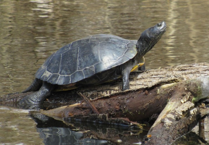 Melanistic Red-ear Slider